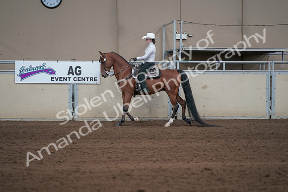 2019 Morgan Horse Show - Sept 01, 2019 - 06946