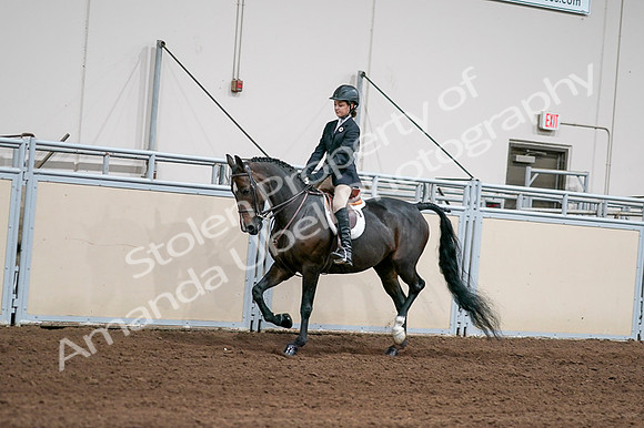 2020 - AB Morgan Horse - Fri, Sept 04 - 02011