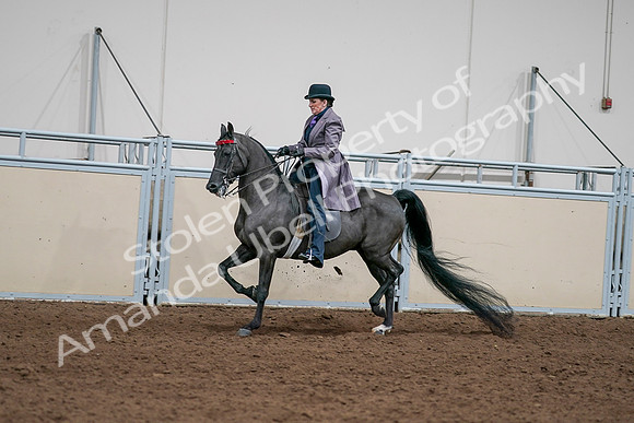 2020 - AB Morgan Horse - Sat, Sept 05 - 13706