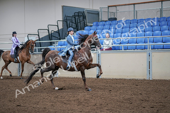 2020 - AB Morgan Horse - Fri, Sept 04 - 05055