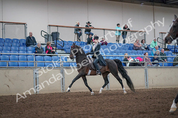2019 Morgan Horse Show - Aug 31, 2019 - 08604