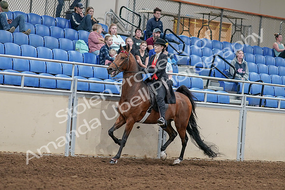 2020 - AB Morgan Horse - Sat, Sept 05 - 06718