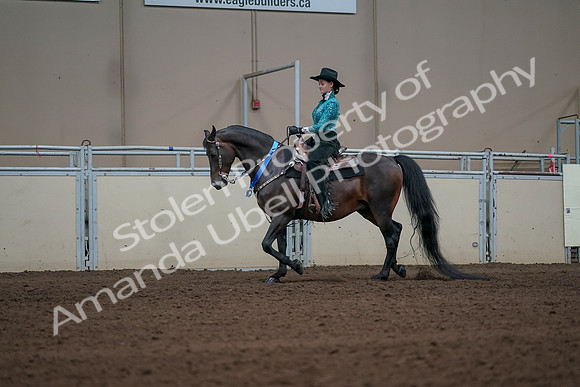 2019 Morgan Horse Show - Sept 01, 2019 - 07299