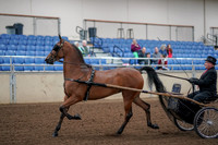 2019 Morgan Horse Show - Aug 30, 2019 - 13034