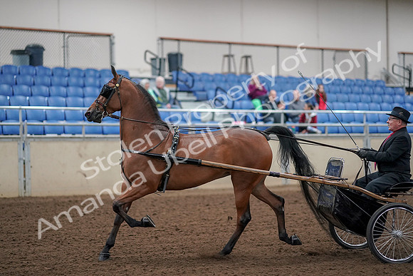 2019 Morgan Horse Show - Aug 30, 2019 - 13034