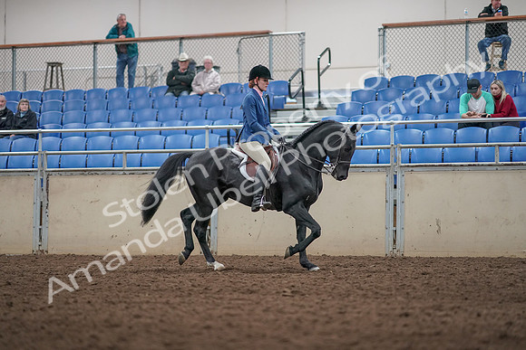 2019 Morgan Horse Show - Aug 31, 2019 - 07389