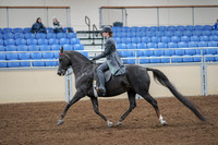 2020 - AB Morgan Horse - Fri, Sept 04 - 05341