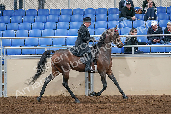 2020 - AB Morgan Horse - Sat, Sept 05 - 08173