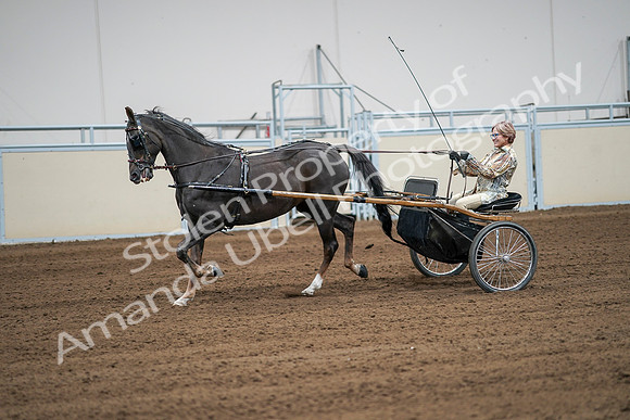 2020 - AB Morgan Horse - Sat, Sept 05 - 06024