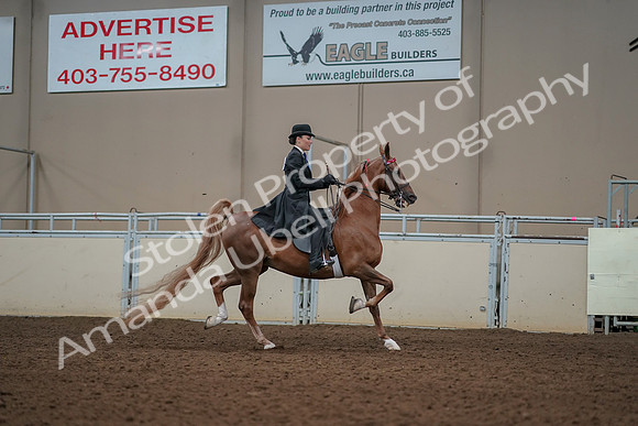 2019 Morgan Horse Show - Aug 30, 2019 - 25279