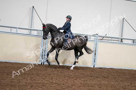 2020 - AB Morgan Horse - Fri, Sept 04 - 03054