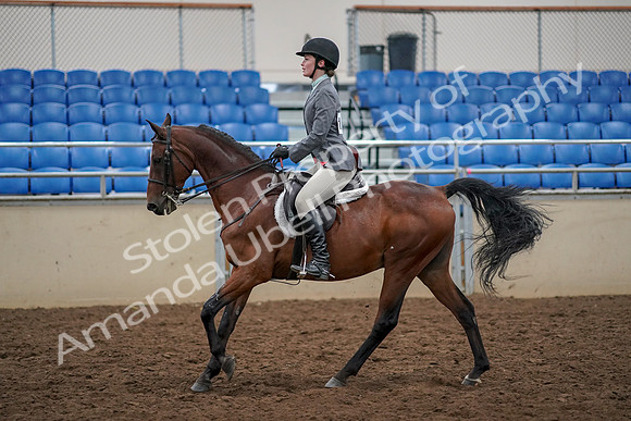 2019 Morgan Horse Show - Aug 30, 2019 - 23463