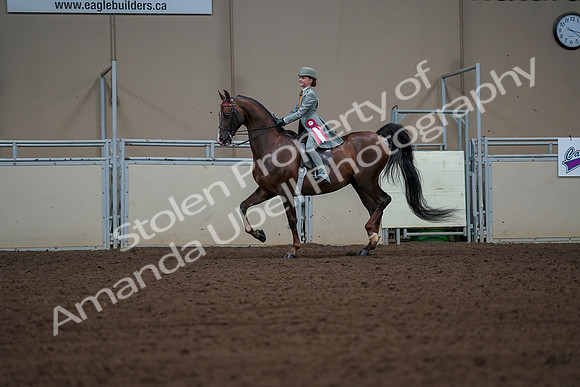 2019 Morgan Horse Show - Aug 30, 2019 - 18237
