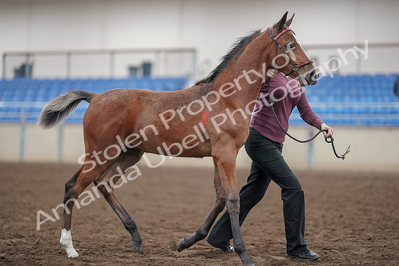 2019 Morgan Horse Show - Aug 31, 2019 - 00463