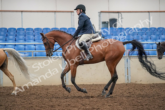2019 Morgan Horse Show - Aug 30, 2019 - 22415