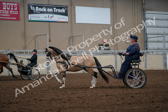 2019 Morgan Horse Show - Aug 30, 2019 - 13263