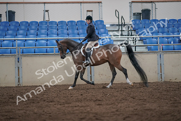2019 Morgan Horse Show - Sept 01, 2019 - 08594