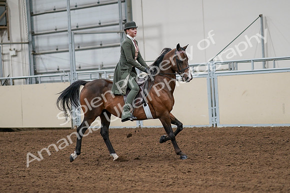 2020 - AB Morgan Horse - Fri, Sept 04 - 03356