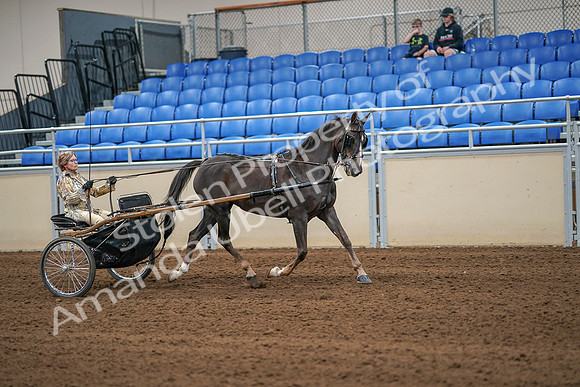 2020 - AB Morgan Horse - Sat, Sept 05 - 05940