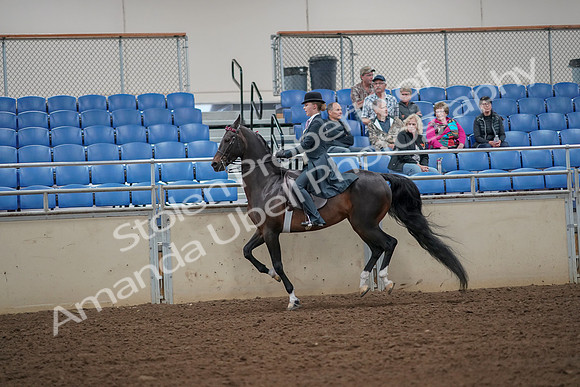 2019 Morgan Horse Show - Aug 30, 2019 - 25184