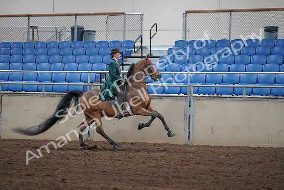 2019 Morgan Horse Show - Sept 01, 2019 - 13410
