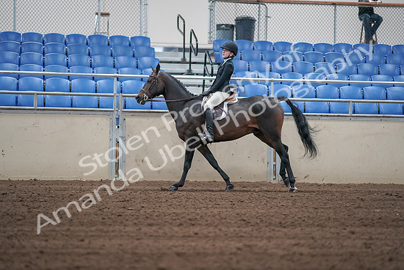 2019 Morgan Horse Show - Sept 01, 2019 - 03760