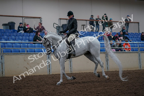 2019 Morgan Horse Show - Aug 31, 2019 - 16010