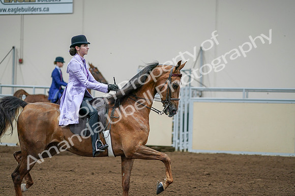 2020 - AB Morgan Horse - Fri, Sept 04 - 05142