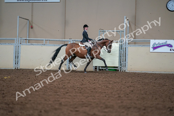 2019 Morgan Horse Show - Aug 30, 2019 - 20915