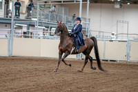 2020 - AB Morgan Horse - Fri, Sept 04 - 07871