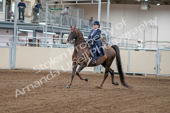 2020 - AB Morgan Horse - Fri, Sept 04 - 07871