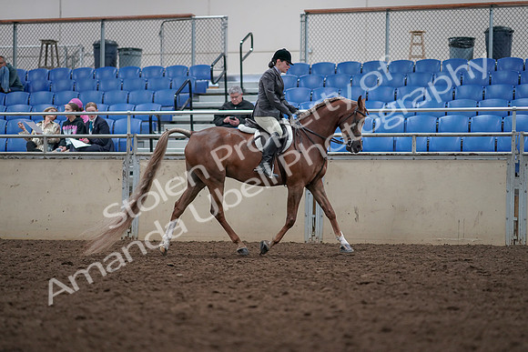 2019 Morgan Horse Show - Aug 31, 2019 - 16161