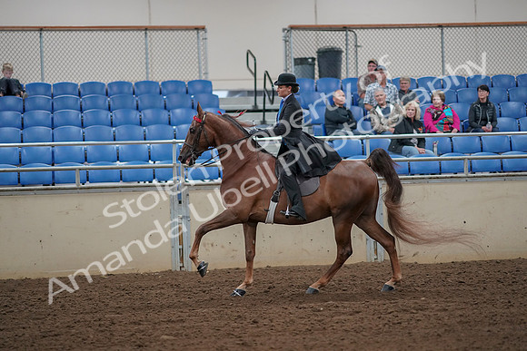 2019 Morgan Horse Show - Aug 30, 2019 - 25199