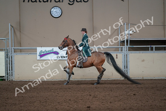 2019 Morgan Horse Show - Sept 01, 2019 - 13193
