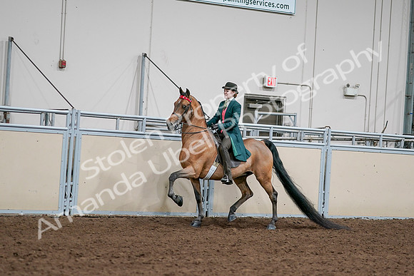2020 - AB Morgan Horse - Sat, Sept 05 - 13670