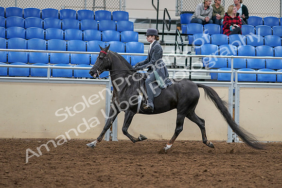 2020 - AB Morgan Horse - Sat, Sept 05 - 13735