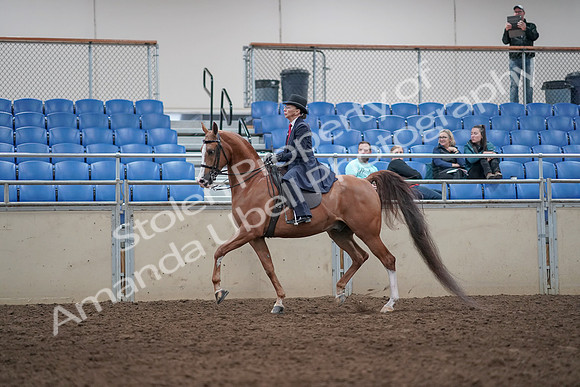 2019 Morgan Horse Show - Aug 31, 2019 - 08555