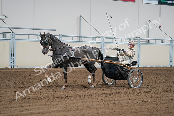 2020 - AB Morgan Horse - Sat, Sept 05 - 06001