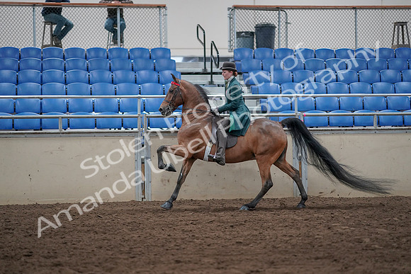 2019 Morgan Horse Show - Sept 01, 2019 - 13280