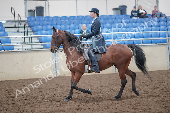 2019 Morgan Horse Show - Aug 31, 2019 - 18025
