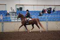2019 Morgan Horse Show - Aug 31, 2019 - 13788