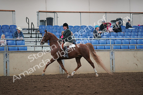 2019 Morgan Horse Show - Aug 31, 2019 - 13788