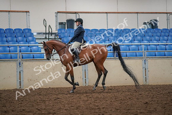 2019 Morgan Horse Show - Aug 30, 2019 - 22354
