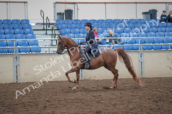 2019 Morgan Horse Show - Aug 31, 2019 - 16913