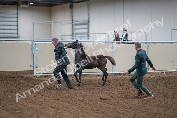 2020 - AB Morgan Horse - Fri, Sept 04 - 06212