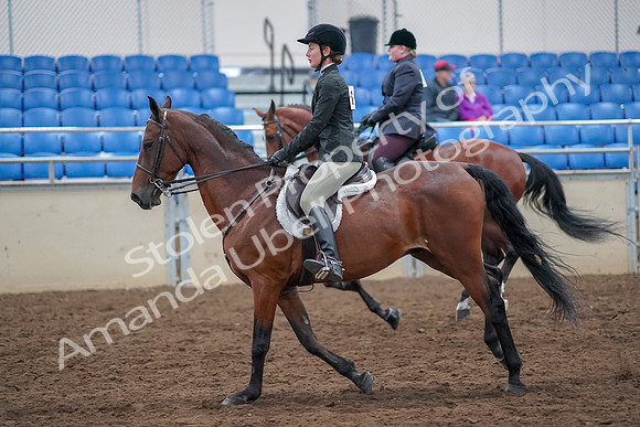 2019 Morgan Horse Show - Aug 30, 2019 - 20608