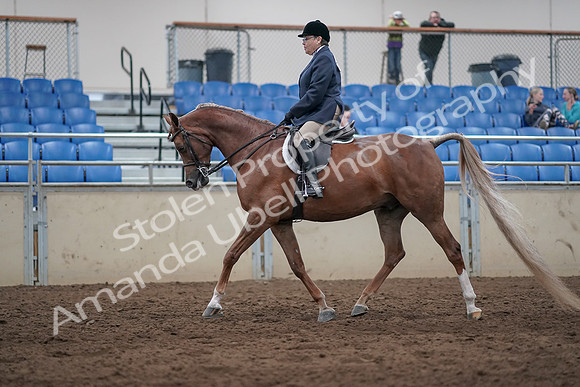 2019 Morgan Horse Show - Sept 01, 2019 - 08607