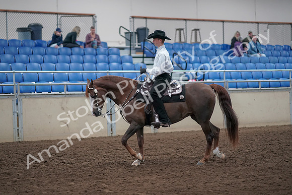 2019 Morgan Horse Show - Aug 31, 2019 - 14107