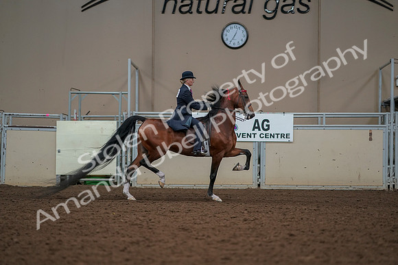 2019 Morgan Horse Show - Aug 30, 2019 - 25229