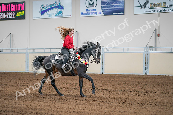 2020 - AB Morgan Horse - Sat, Sept 05 - 10553